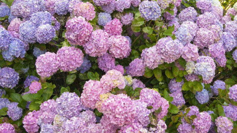 Landscaping 101: The Beauty Of Outdoor Flowers In Florida
