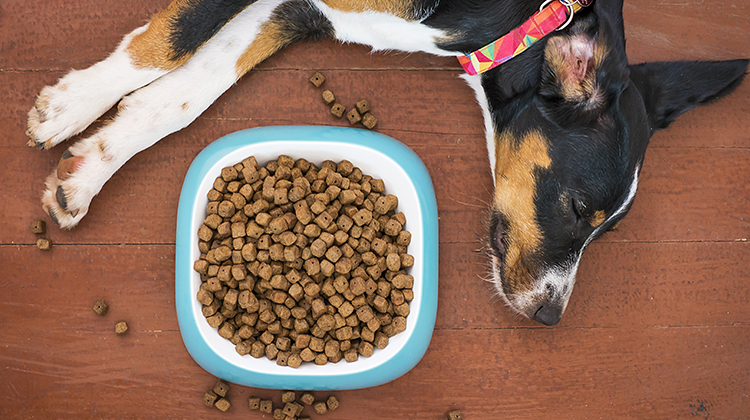 The Best CBD Calming Chews For Your Pet