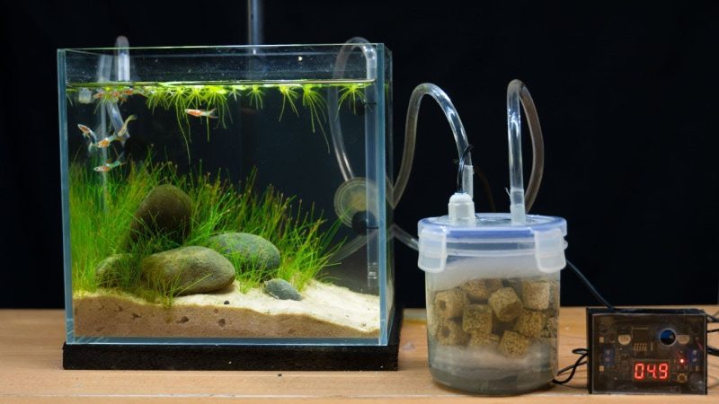 How does the fish tank filter have the perfect habitat?