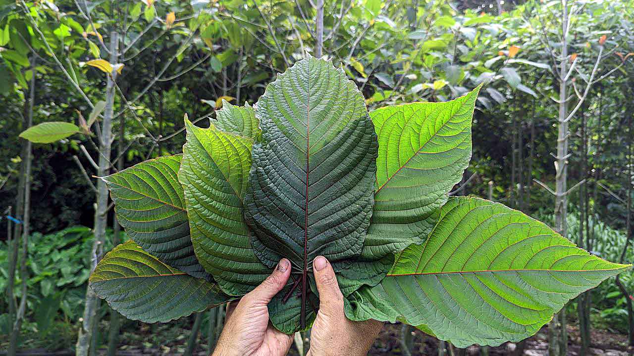 Navigating the Legal Maze: What You Need to Know About Kratom Laws