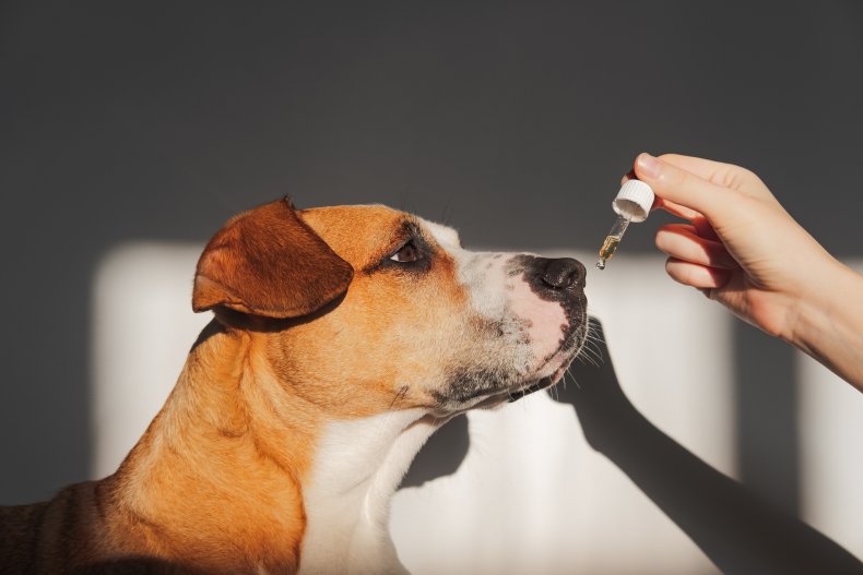 CBD of the highest possible grade should be given to dogs to treat canine allergies